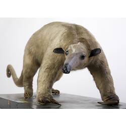 Cream-coloured long-nosed mammal specimen.