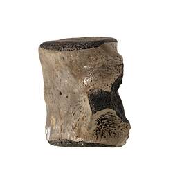 <em>Champsosaurus</em> sp. [P 160545]