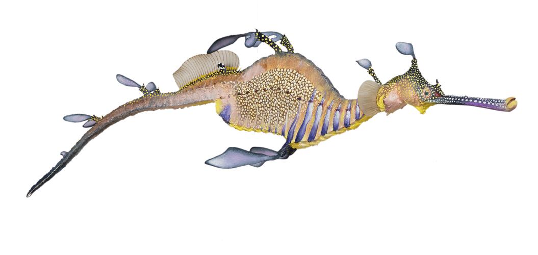 Side view of seadragon model.