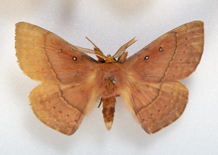 <em>Anthela nicothoe</em>, Urticating Anthelid Moth, male. [HET 143]