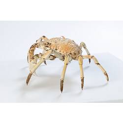 <em>Leptomithrax gaimardii</em>, Giant Spider Crab. [J 46721.17]