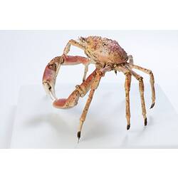 <em>Leptomithrax gaimardii</em>, Giant Spider Crab. [J 46721.43]