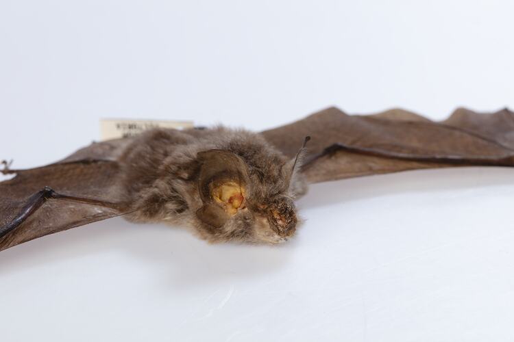 Close up of face of bat specimen.