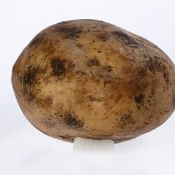 Wax model of a potato painted beige with dark brown dirt marks.