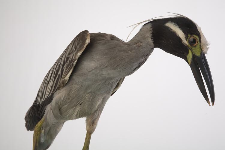 <em>Nyctanassa violacea</em>, Yellow-crowned Night-Heron, mount.  John Gould Collection.  Registration no. 14065.