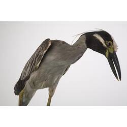 <em>Nyctanassa violacea</em>, Yellow-crowned Night-Heron, mount.  John Gould Collection.  Registration no. 14065.