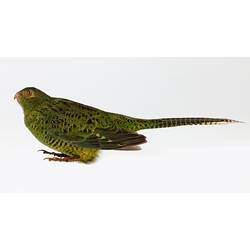 Mottled green parrot specimen mounted in seated pose.