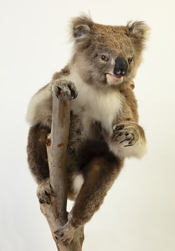 Koala specimen mounted on a branch with its paw reaching out.