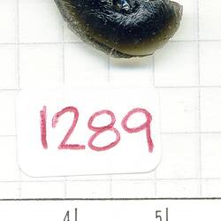 HR Uhlherr Tektite Collection Number: 1289-1