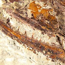 Brown fossil fish in pale matrix, detail.