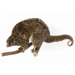 Possum specimen mounted in hunched pose on a branch.