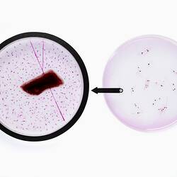 Two round petri dish with pinkish contents.