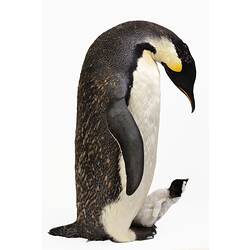 Mounted adult penguin specimen looking down at a small chick resting on its feet.