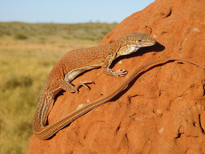 Spotted lizard sitting on an orange rock in the desert.