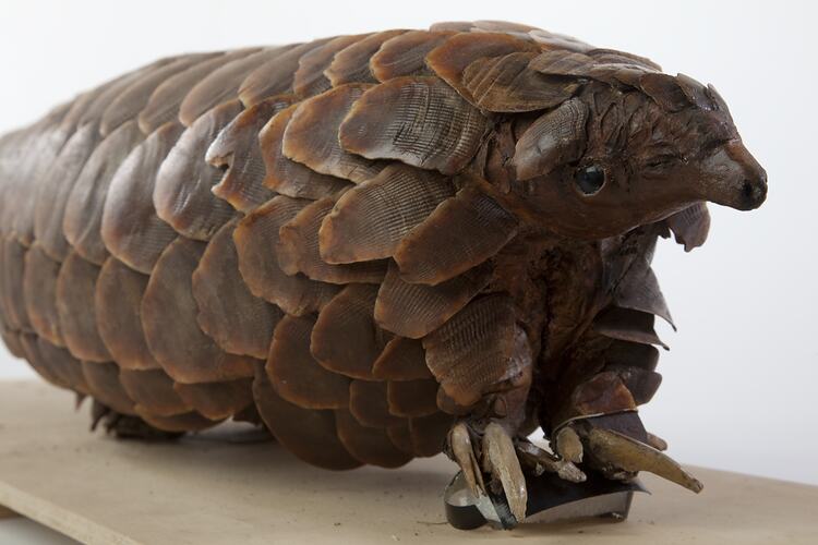 Detail of head and shoulders of Long-tailed Pangolin specimen.