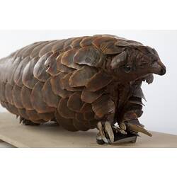 Detail of head and shoulders of Long-tailed Pangolin specimen.