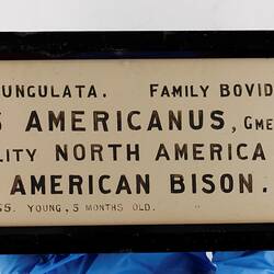 Exhibition Label - American Bison, National Museum of Victoria, Parkville, circa 1880