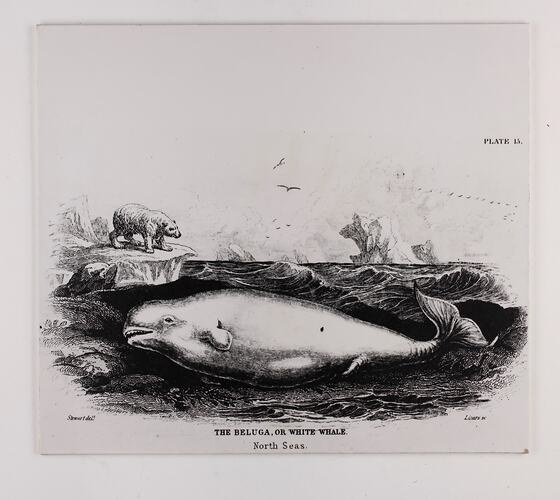 Square black and white grpahic exhibition label featuring a whale.