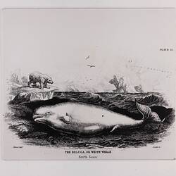 Square black and white grpahic exhibition label featuring a whale.