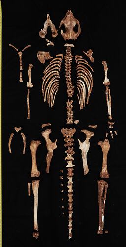 Bones of fossil kangaroo specimen laid out in approximate position on black background.