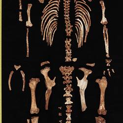 Fossil - Short-faced kangaroo, <em>Simosthenurus occidentalis</em> (Glauert, 1910)