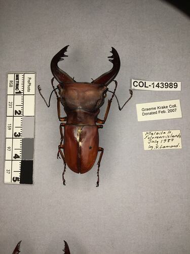 Dorsal view of pinned beetle specimen with labels.