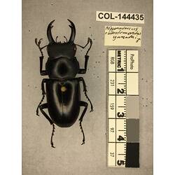 Dorsal view of pinned beetle specimen with labels.