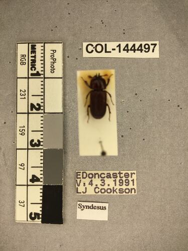 Dorsal view of pinned beetle specimen with labels.