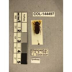 Dorsal view of pinned beetle specimen with labels.