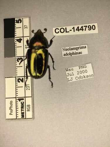 Shiny brown beetle specimen with large mandibles, pinned next to text labels.
