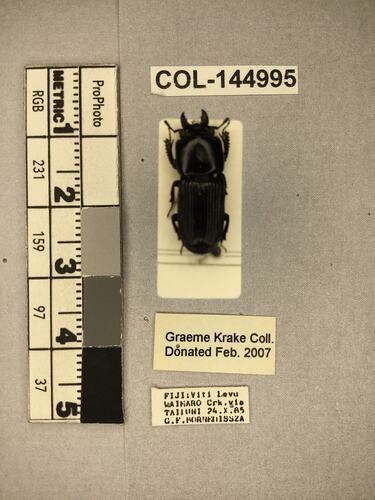 Shiny brown beetle specimen with large mandibles, pinned next to text labels.