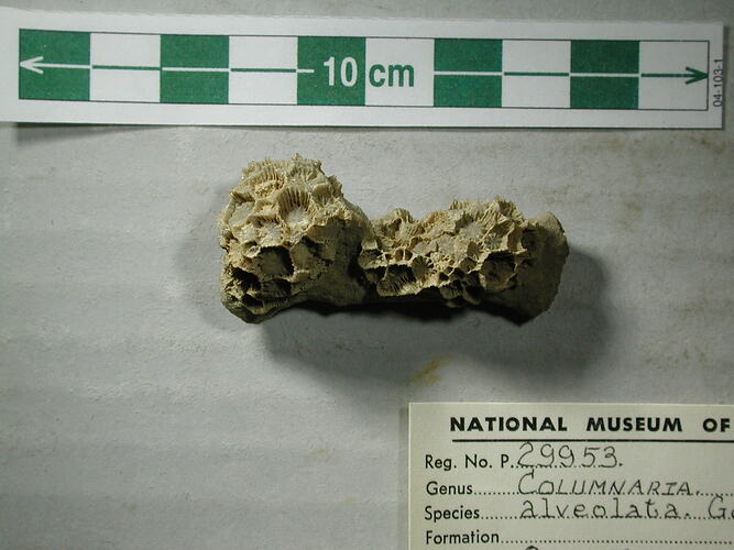 Small piece of fossil coral.