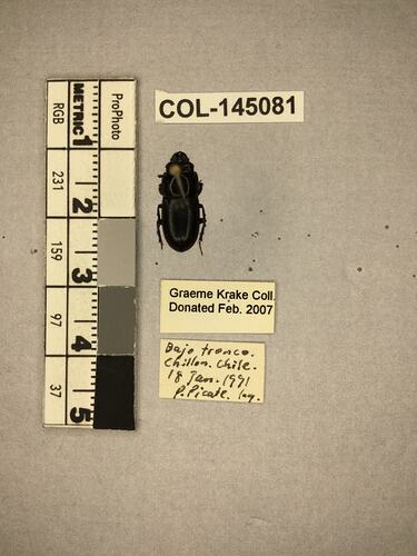 Shiny brown beetle specimen with large mandibles, pinned next to text labels.