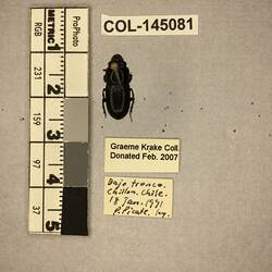 Shiny brown beetle specimen with large mandibles, pinned next to text labels.