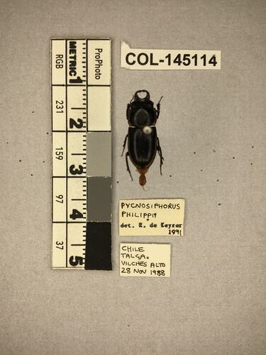 Shiny brown beetle specimen with large mandibles, pinned next to text labels.