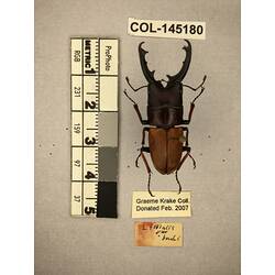 Dorsal view of pinned beetle specimen with labels.
