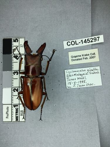 Shiny brown beetle specimen with large mandibles, pinned next to text labels.
