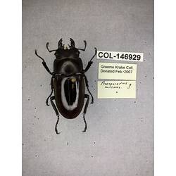 Dorsal view of pinned beetle specimen with labels.
