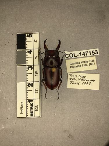 Shiny brown beetle specimen with large mandibles, pinned next to text labels.