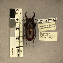 Shiny brown beetle specimen with large mandibles, pinned next to text labels.