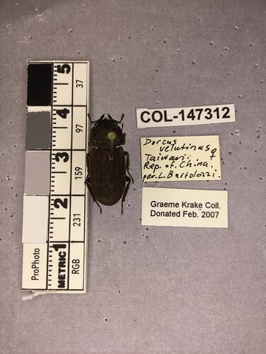 Shiny brown beetle specimen with large mandibles, pinned next to text labels.