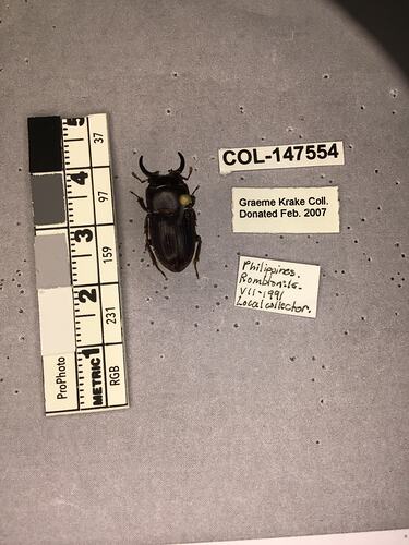 Shiny brown beetle specimen with large mandibles, pinned next to text labels.