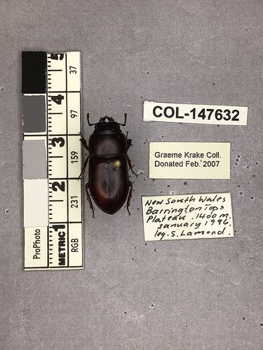 Dorsal view of pinned beetle specimen with labels.