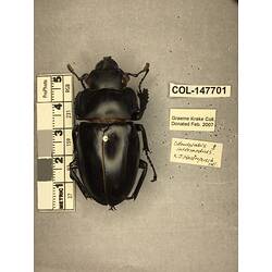 Dorsal view of pinned beetle specimen with labels.