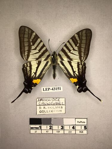 Pinned butterfly specimen beside label.