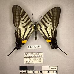 Pinned butterfly specimen beside label.