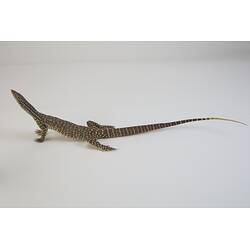<em>Varanus gouldii</em>, Sand Goanna. [D 73697]