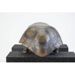 <em>Chelonoidis denticulatus</em>, Yellow-footed Tortoise. [3200]