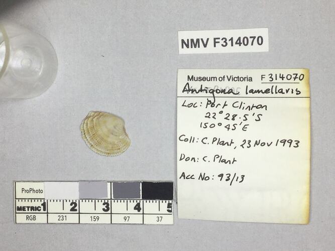 Dry Venus Clam shell beside labels.
