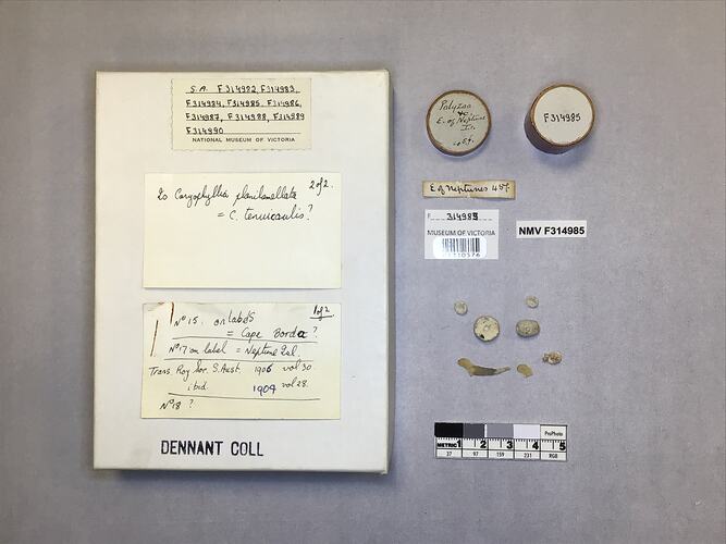 Dry stony coral specimens beside labels.